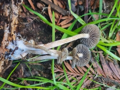 Psilocybe