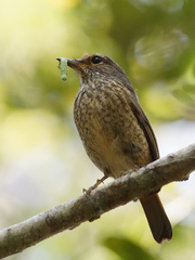Forest Rock-Thrush photo 3