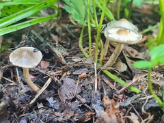 Psilocybe