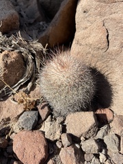 Mammillaria petrophila arida