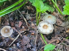 Psilocybe