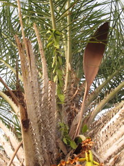 Vanilla palmarum