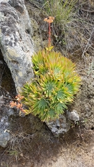 Dudleya virens virens