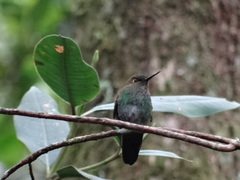 Haplophaedia aureliae