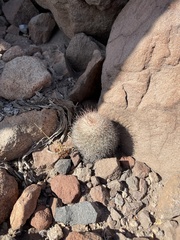 Mammillaria petrophila arida