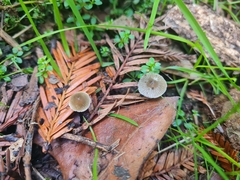 Psilocybe