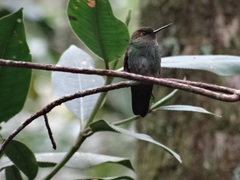 Haplophaedia aureliae