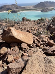 Mammillaria petrophila arida