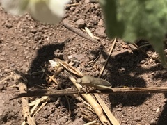 Catorhintha selector