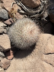 Mammillaria petrophila arida
