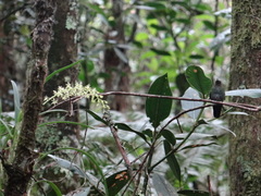 Haplophaedia aureliae