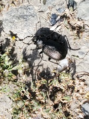 Calosoma cancellatum