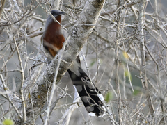 Coccyzus rufigularis