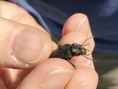 Calosoma cancellatum
