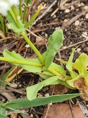 Valerianella amarella