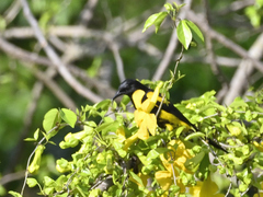 Icterus dominicensis