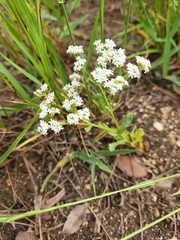 Valerianella amarella