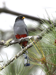 Priotelus roseigaster