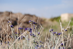 Psorothamnus scoparius