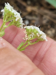 Valerianella amarella