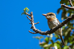 Caatinga Puffbird photo 3