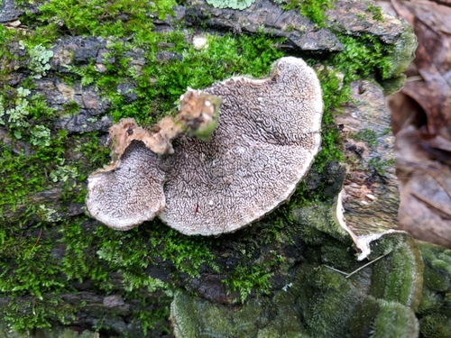 Mossy Maze Polypore