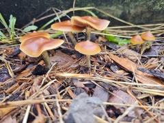 Psilocybe