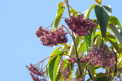 Callicarpa nudiflora