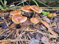 Psilocybe
