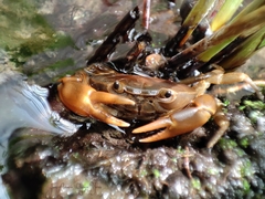 Pseudothelphusa dugesi