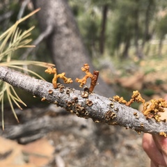 Arceuthobium campylopodum