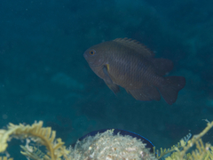 Pomacentrus brachialis