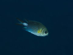 Chromis xanthochira