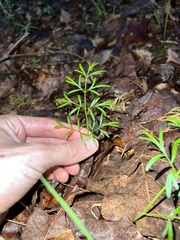 Perideridia americana