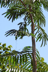 Piptadenia gonoacantha