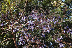 Bowdichia virgilioides