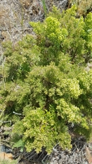 Galium catalinense acrispum