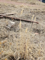 Calamagrostis epigejos