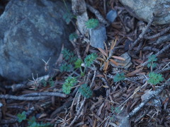 Chaerophyllum involucratum