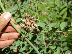 Hosackia crassifolia crassifolia