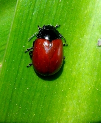 Chrysolina lucida