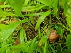 Psilocybe