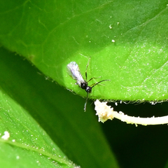 Eucoilinae