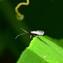 Eucoilinae