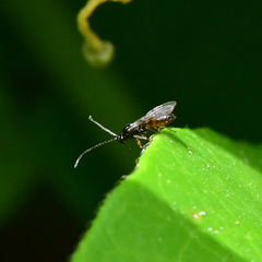 Eucoilinae