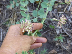 Hosackia crassifolia crassifolia