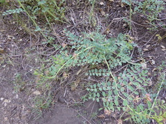 Hosackia crassifolia crassifolia