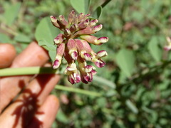 Hosackia crassifolia crassifolia