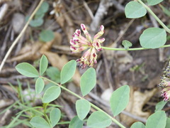 Hosackia crassifolia crassifolia