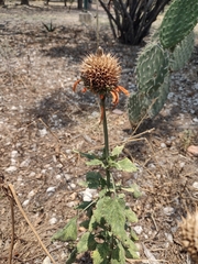 Leonotis nepetifolia